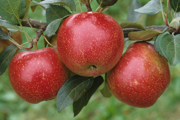 Horticulture -- U of M Varieties -- Tree fruits -- Apples -- #19