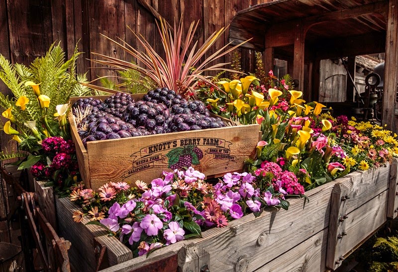 Boysenberry Festival